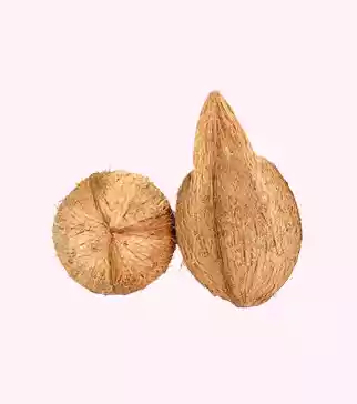 Coconut